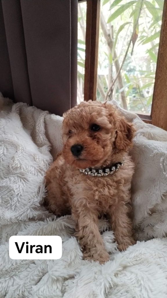 BB dog of Mahadevi - Chiot disponible  - Caniche