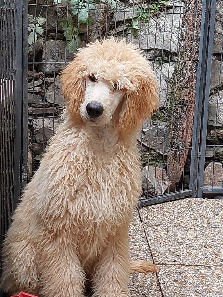 Uma BB dog of Mahadevi